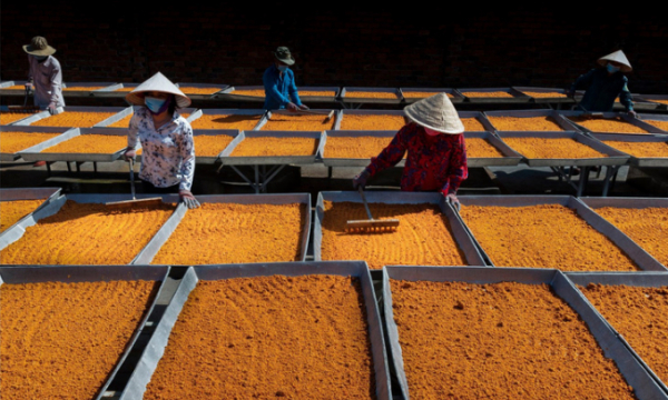 Nghề làm muối ớt Tây Ninh được công nhận ‘di sản văn hóa phi vật thể quốc gia’