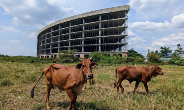 Công viên Sài Gòn Silicon sẽ bị thu hồi vì chỉ để thả bò