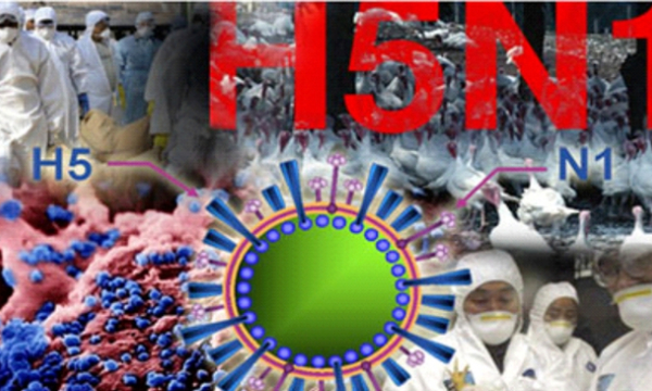 TP.HCM giám sát chặt người nhập cảnh, phòng chống bệnh cúm A (H5N1)