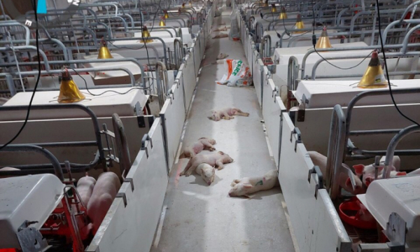 Vụ trại lợn Hoà Phát gây ô nhiễm: Gần 500 con lợn chết vì... thiếu cám