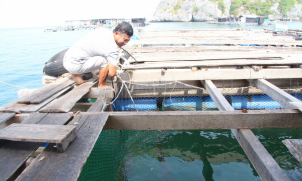 Cá mú, cá bớp nuôi trên biển Kiên Giang trúng giá cao ngất