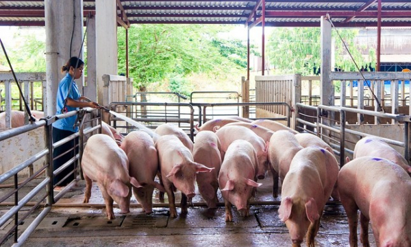 Giá lợn hơi giảm mạnh nhất 2 năm qua