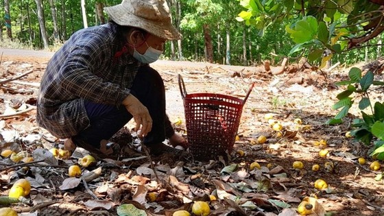 Đông Nam bộ: Điều mất mùa, nông dân thất thu