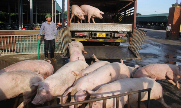 Giá lợn tăng, người chăn nuôi vẫn ‘treo chuồng’ vì quá lỗ