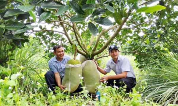 Nông dân Bình Phước làm nông nghiệp bằng wifi, công nghệ IoT