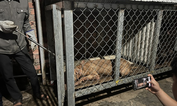 Bình Dương: Chó pitbull cắn xé cụ bà tử vong trước sự bất lực của người thân