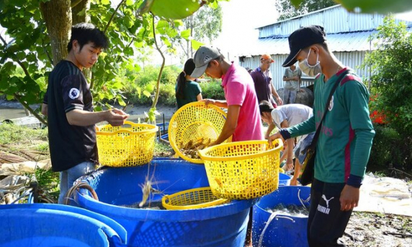 Kiên Giang phát triển mô hình nuôi tôm - lúa quản lý cộng đồng thích ứng biến đổi khí hậu