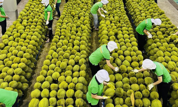 Trung Quốc tiêu thụ gần 1 triệu tấn/năm lại đặc biệt thích hàng Việt Nam - cơ hội vàng để Việt Nam thu tỷ USD từ xuất khẩu loại 'trái cây vua' này