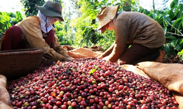 Xuất khẩu cà phê 5 tháng đầu năm 2023 đạt 2 tỷ USD