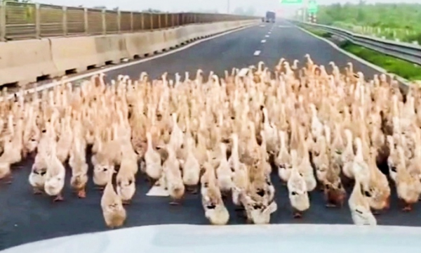 Hàng trăm con vịt chạy tràn vào cao tốc Trung Lương - Mỹ Thuận