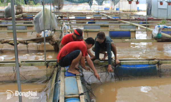 Huyện Định Quán thiệt hại hơn 1,8 ngàn tấn cá bè