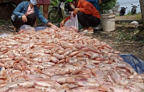 Đồng Nai: Mưa lớn gây ngập úng, cuốn trôi hàng trăm tấn cá nuôi lồng bè