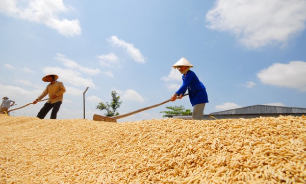 Giá lúa gạo tăng kỷ lục, chuyên gia cảnh báo ‘đừng ngộ nhận’