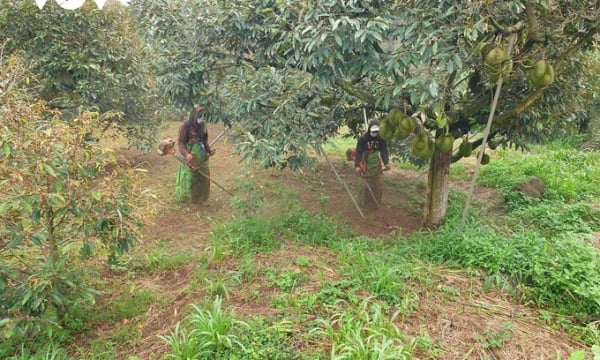 Nông dân Đắk Lắk đẩy mạnh chăm sóc sầu riêng trước khi thu hoạch