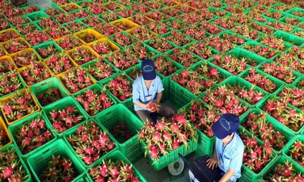 Bác bỏ thông tin Trung Quốc tạm dừng nhập khẩu với 74 mã số vùng trồng