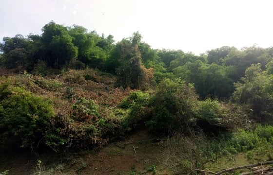 Vụ nguyên bí thư huyện “thâu tóm” đất rừng ở Bình Định: Đã thu hồi 138,4ha đất rừng phòng hộ cấp sai