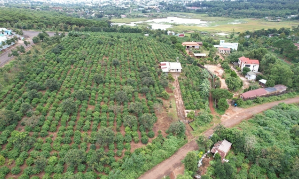 Cục thi hành án Gia Lai yêu cầu nguyên Trưởng BQL rừng trả 1,6ha đất lấn chiếm