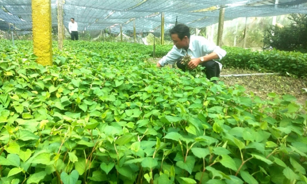 Loại rau bổ phổi, mọc dại nhiều nơi ở Việt Nam