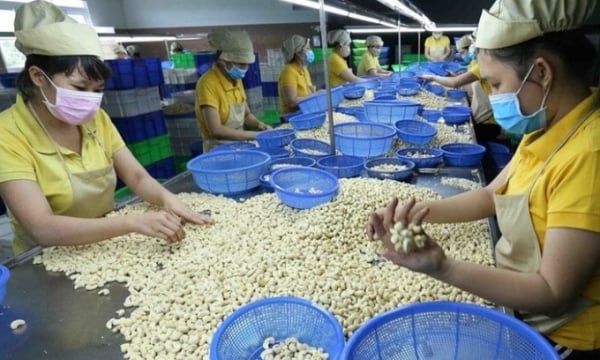 Trung Quốc ồ ạt gom mua hạt điều của Việt Nam: Hiệp hội điều khuyến cáo gì?