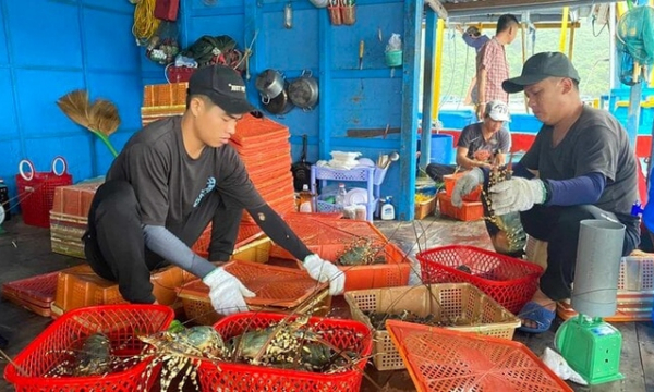 Xuất khẩu tôm hùm bông sang Trung Quốc bị ách tắc: Người nuôi lo lỗ nặng