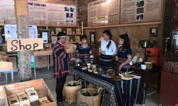 50 ha cà phê arabica buôn làng đạt tiêu chuẩn hữu cơ