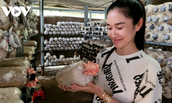 Cô gái xứ dừa khởi nghiệp thành công với mô hình trồng nấm thương phẩm