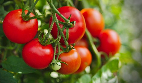 Cà chua không chỉ ngon bổ dưỡng mà còn làm đẹp da