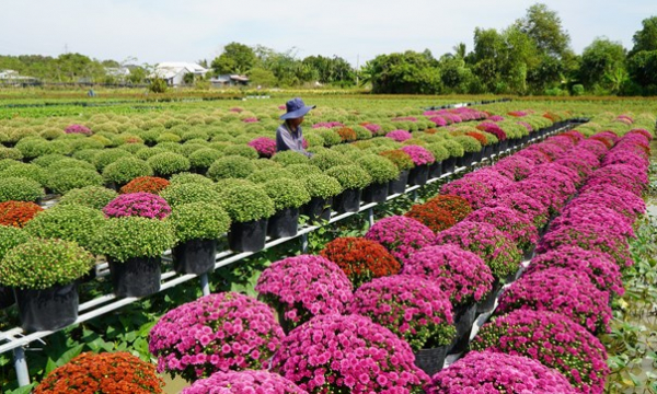 Đồng Tháp trồng hơn 100 ha giống hoa hồng phục vụ Festival hoa và Tết