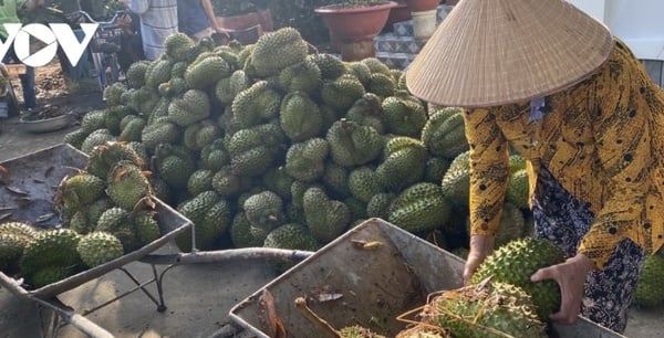 Mưa to trái mùa làm rơi rụng hơn trăm tấn trái sầu riêng ở Tiền Giang