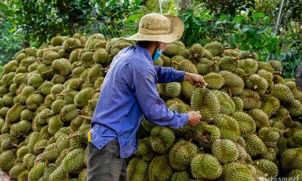 Thế giới bắt đầu thích mê, 'trái cây vua' của Việt Nam sẽ thu 3,5 tỷ USD
