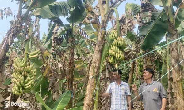 Nông dân trồng chuối ở Trảng Bom kêu cứu vì nghi phân bón giả