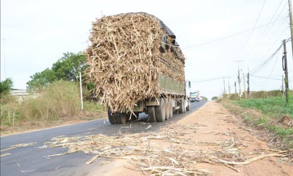 Tây Ninh: Người dân bức xúc tình trạng xe chở nguyên liệu mía quá khổ, quá tải