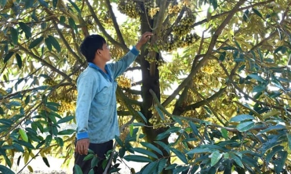 Đồng bằng sông Cửu Long: Ồ ạt trồng sầu riêng, dễ “ôm sầu chung”