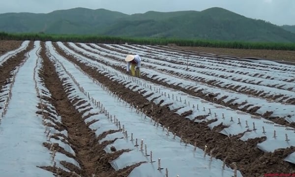 Phú Yên: Trồng sắn phủ bạt cho năng suất cao gấp hơn 2 lần