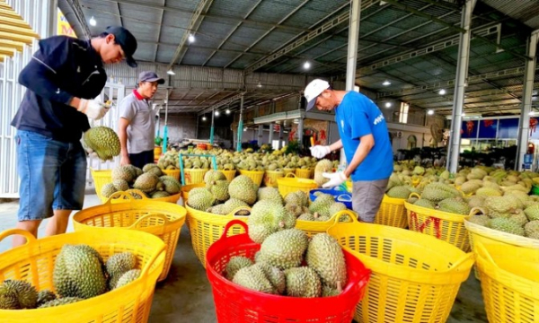 Giá sầu riêng giảm mạnh, nhiều nông dân lỗ vốn