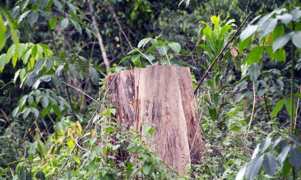 Vụ khai thác trái luật hơn 3.500m3 gỗ tại Lâm Đồng: Khởi tố nguyên Giám đốc Sở NN-PTNT