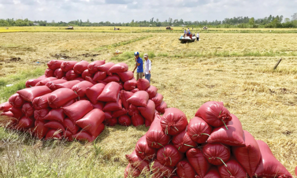 Trung Quốc hối hả mua gạo của Việt Nam, giá gạo xuất khẩu tăng vọt