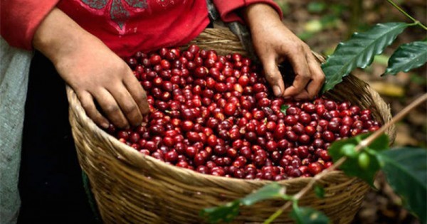Giá cà phê hôm nay 13/5: Giá cà phê trong nước lao dốc