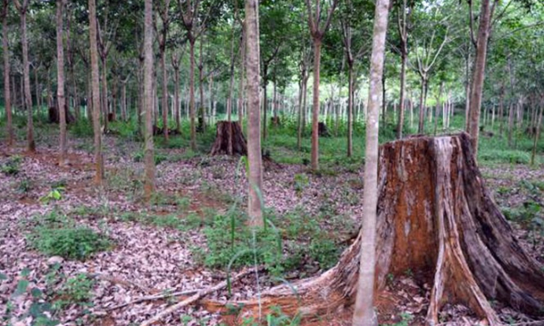 Vụ án 'khủng' ở Lâm Đồng: Gần 200 ha rừng 'bốc hơi' như thế nào?