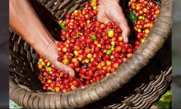 Giá cà phê hôm nay 18/5: Dự báo giá cà phê trong nước tăng