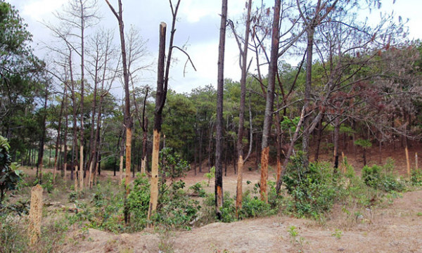 Vì đâu rừng Lâm Đồng tan hoang? Dự án hơn 25.000 tỉ đồng để... mất rừng