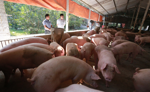 Lần đầu tiên Việt Nam cho nhập heo sống để hạ giá thịt heo