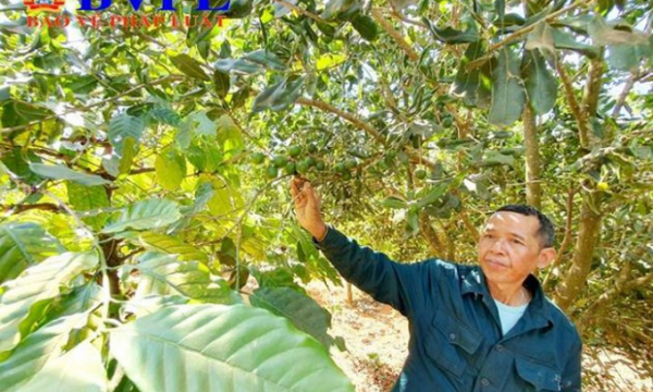 ‘Thủ phủ mắc ca’ ở Tây Nguyên: Lo vì chưa có nhiều đơn vị uy tín để cung cấp cây giống cho người dân?