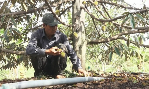 Nhà vườn chịu tác động kép hạn hán, xâm nhập mặn: “Sầu riêng, sầu chung”