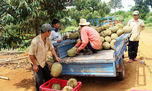 Lâm Đồng: Chưa thể xuất khẩu sầu riêng chính ngạch