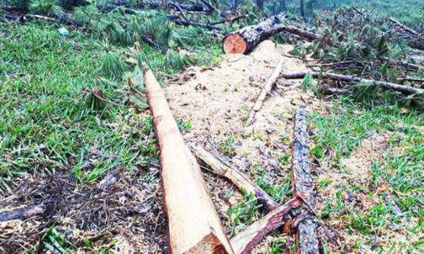 Lâm Đồng: Hàng trăm cây thông cổ thụ bị chặt tại Lang Biang