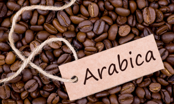 Khám phá hương vị đích thực của cà phê Arabica và địa chỉ cung cấp cà phê Arabica giá sỉ uy tín