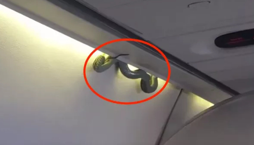 Điều tra vụ việc rắn xuất hiện trên máy bay khiến hành khách lo lắng