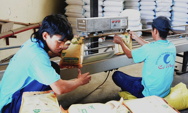 Gạo Việt trước cơ hội vươn lên dẫn đầu thế giới