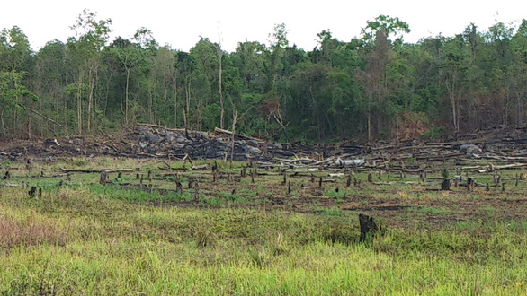 Không khởi tố vụ mất hơn 550 hecta rừng vì 'không cấu thành tội phạm'
